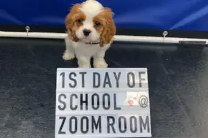 Zoom Room Dog Training Classes