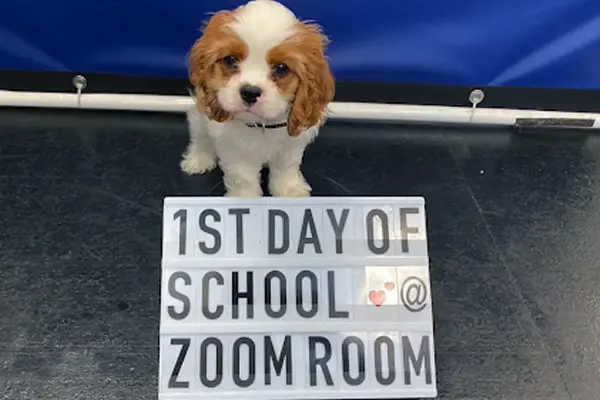 Zoom Room Dog Training