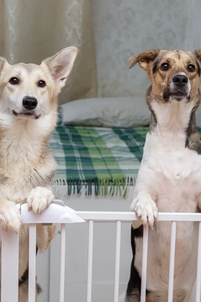 dog gate for stairs PIN