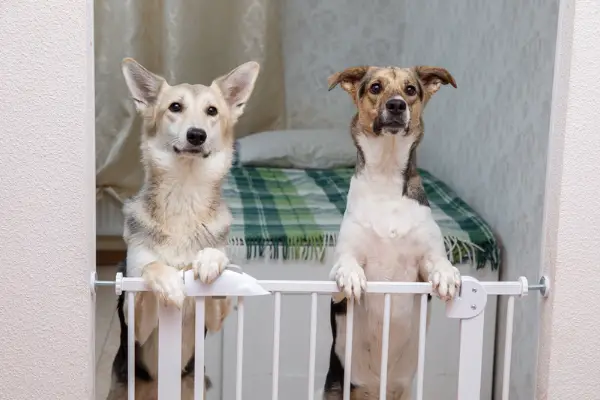 Best Dog Gate For Stairs