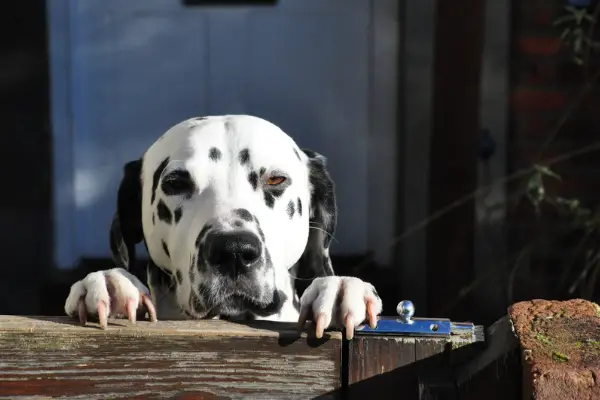 dog standing at gate