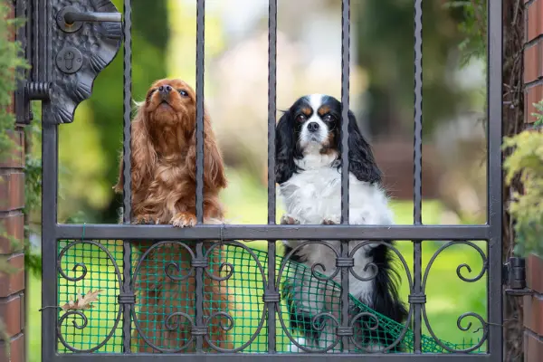 two dogs at gate outside